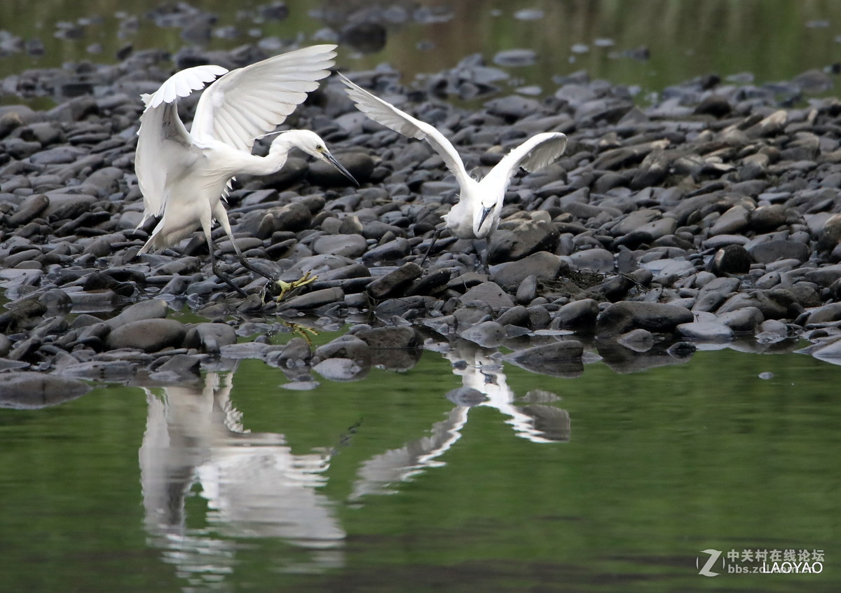一组白鹭