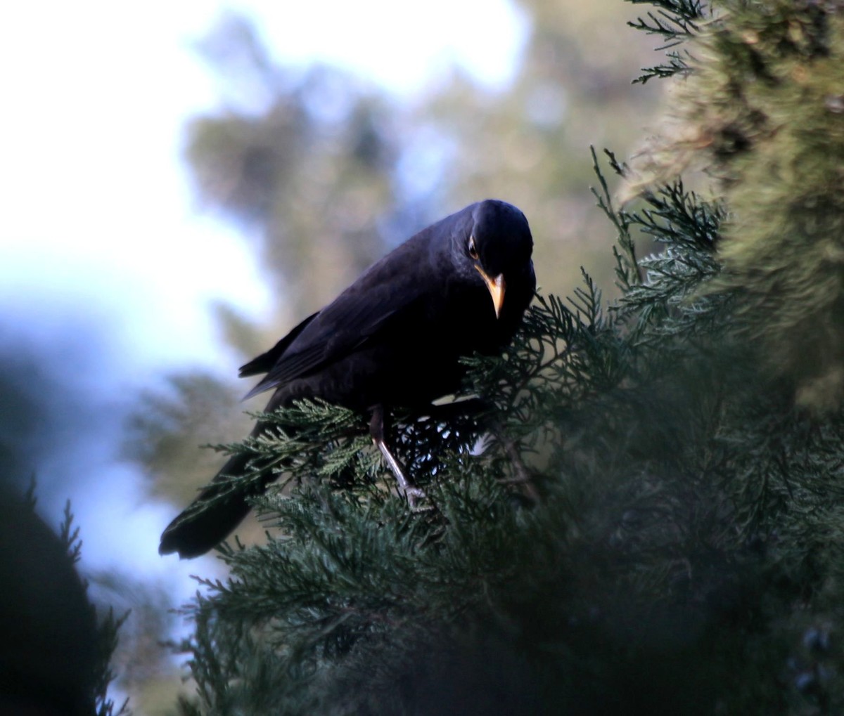 拍几张小鸟给好友欣赏。