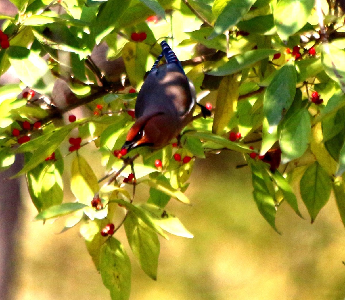 拍几张小鸟给好友欣赏。