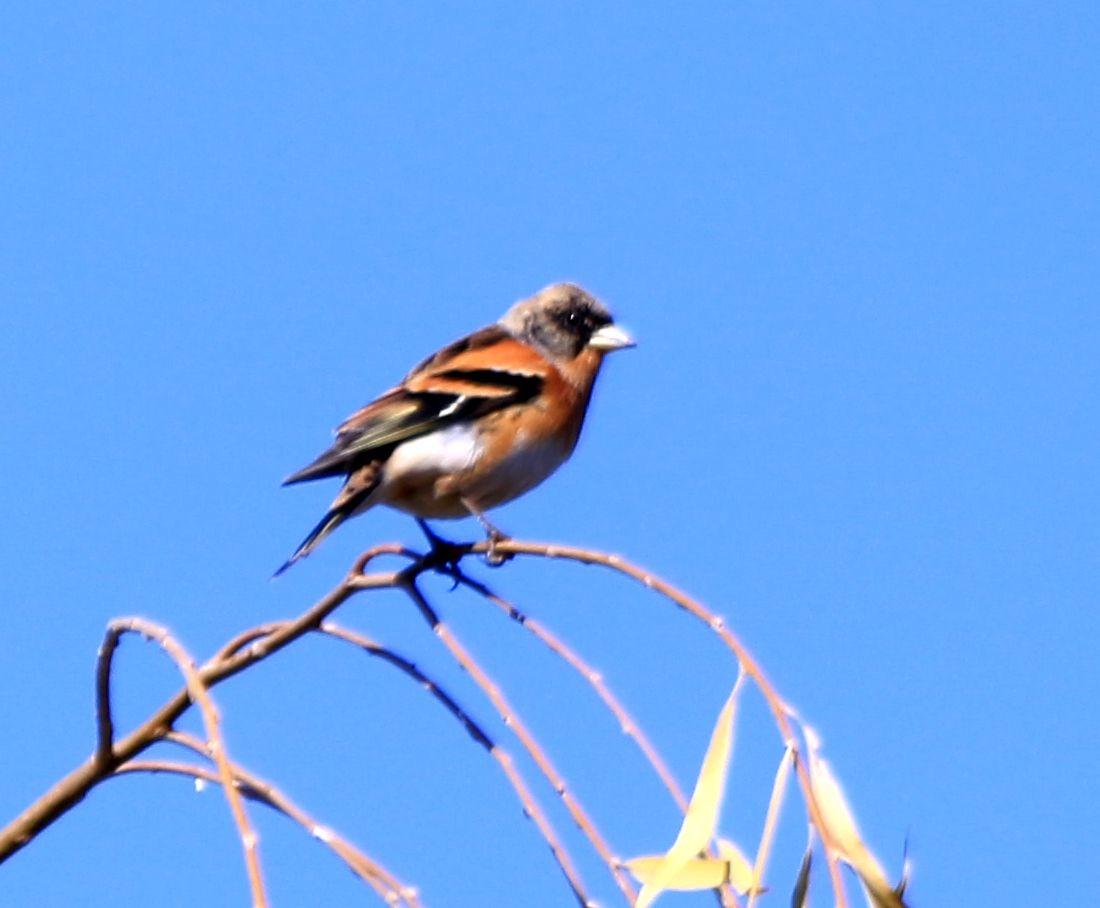 拍几张小鸟给好友欣赏。