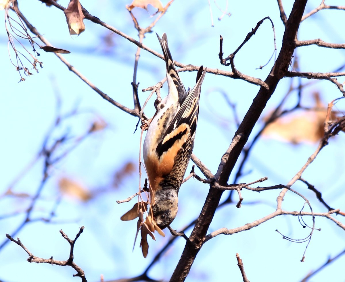 拍几张小鸟给好友欣赏。
