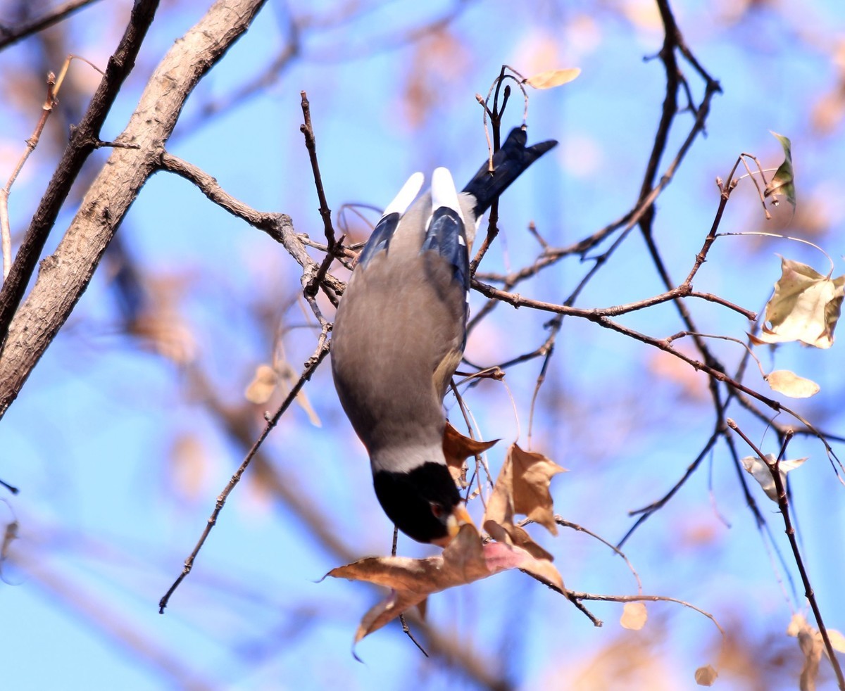 拍几张小鸟给好友欣赏。