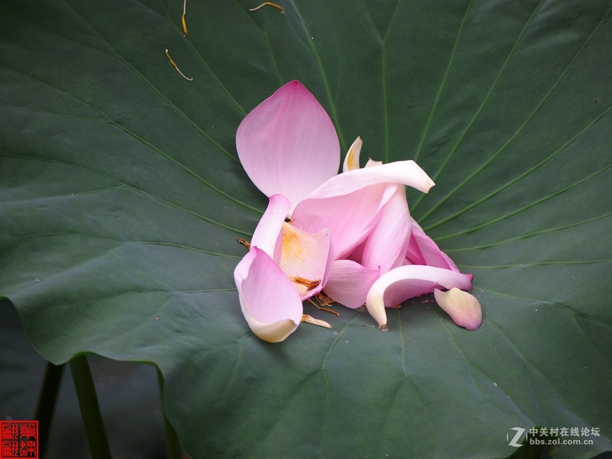 雨后荷塘月色第七篇
