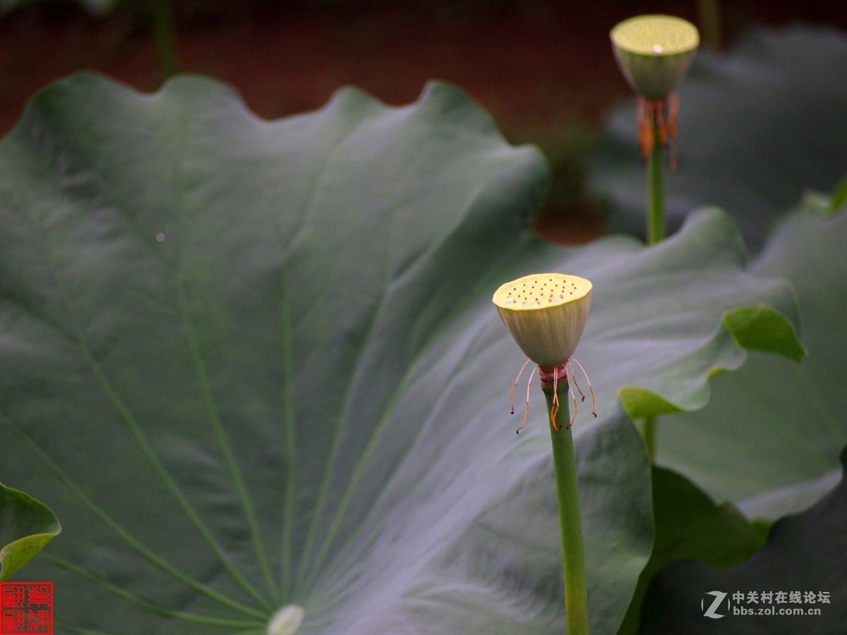 雨后荷塘月色第七篇