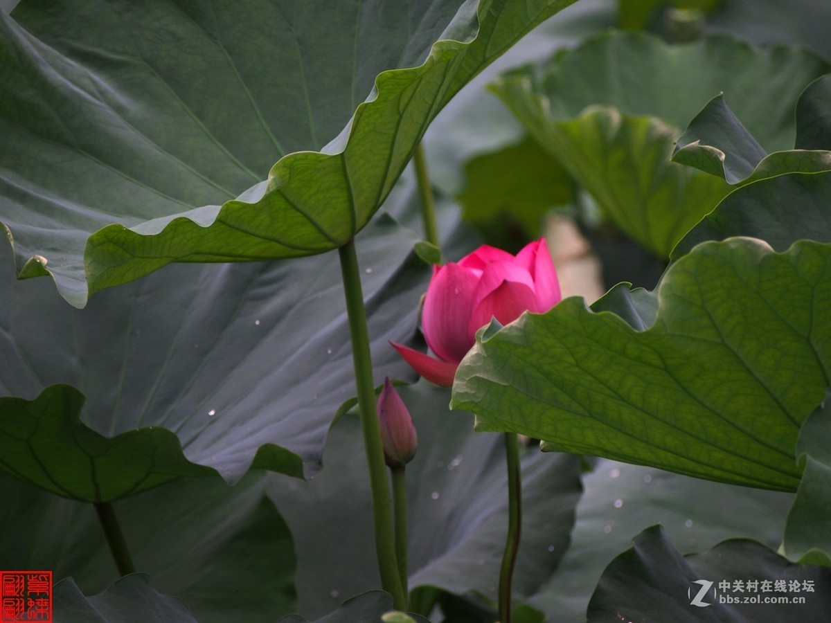 雨后荷塘月色第七篇
