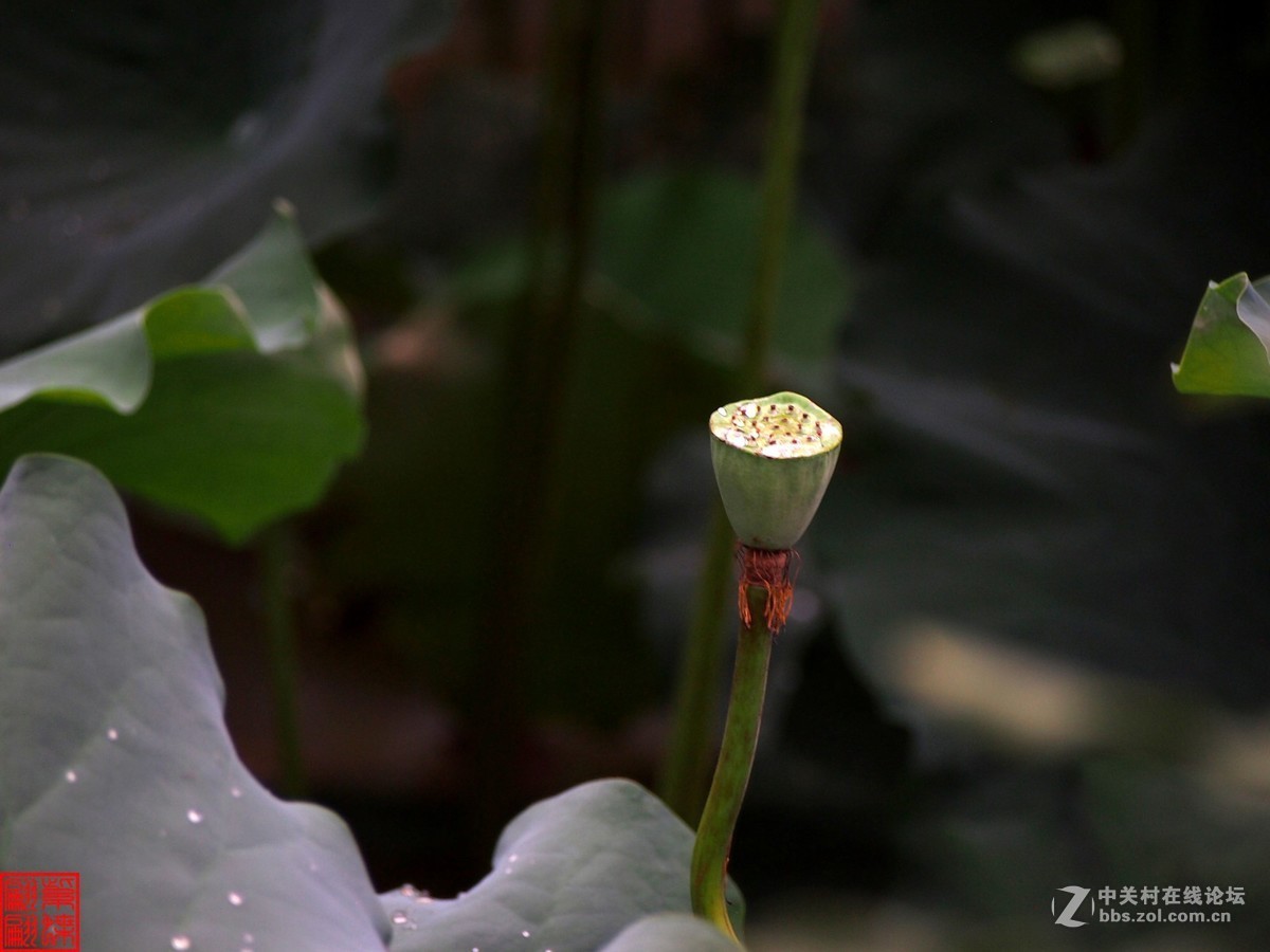 雨后荷塘月色第七篇