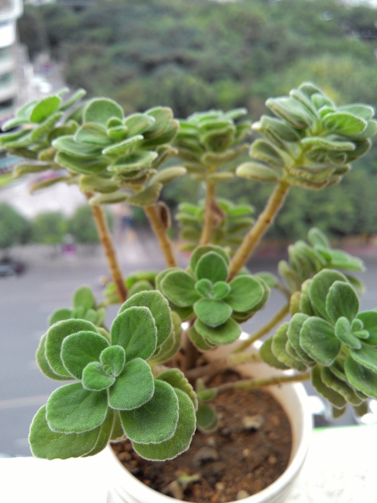 手机拍我的多肉！分享一下种植经验！