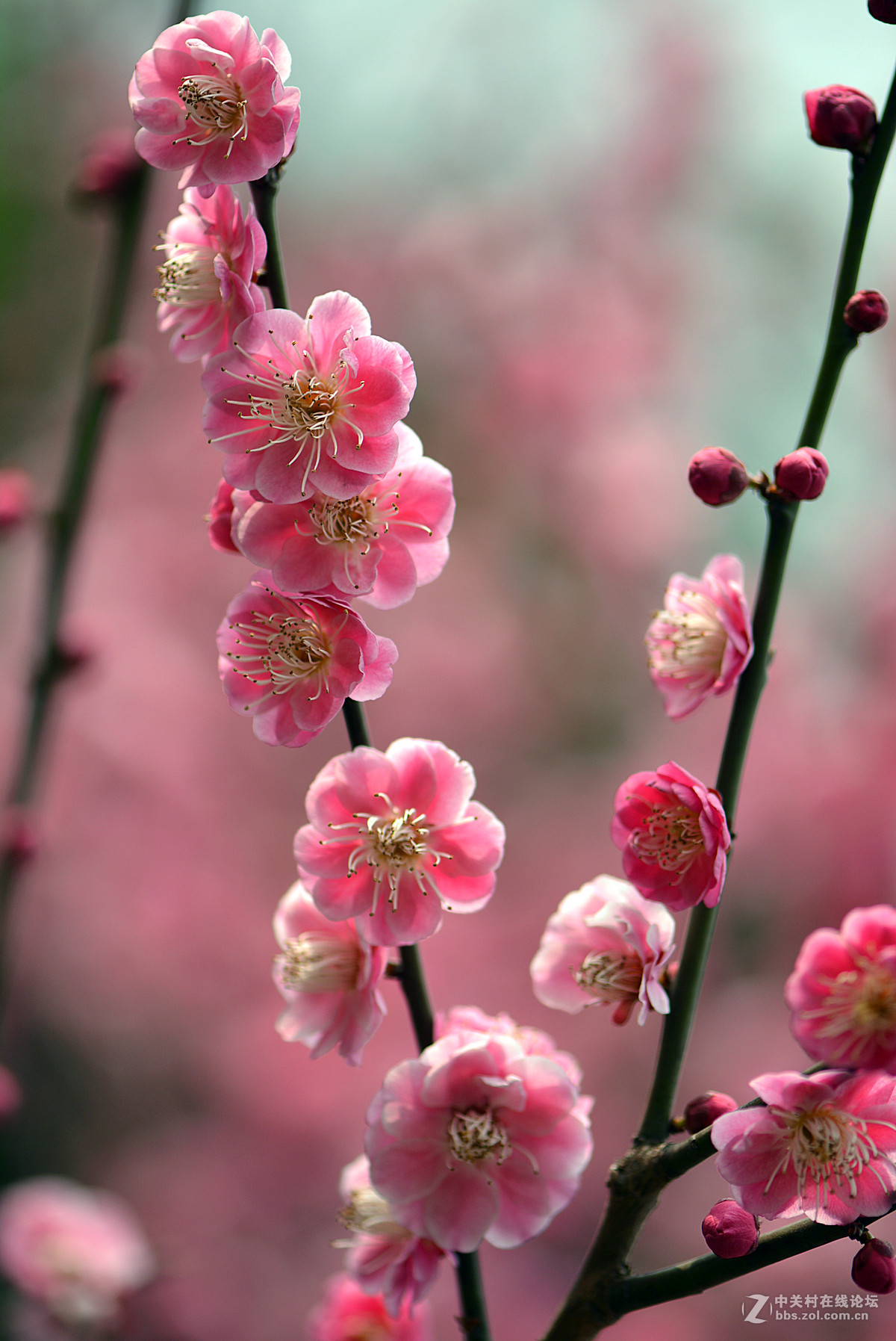 百微距拍的梅花