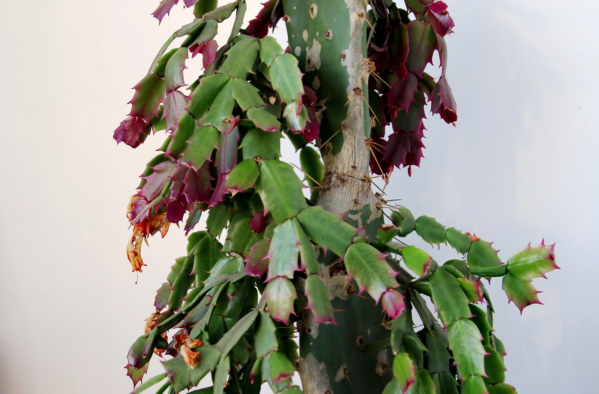 7DII入手试机5幅