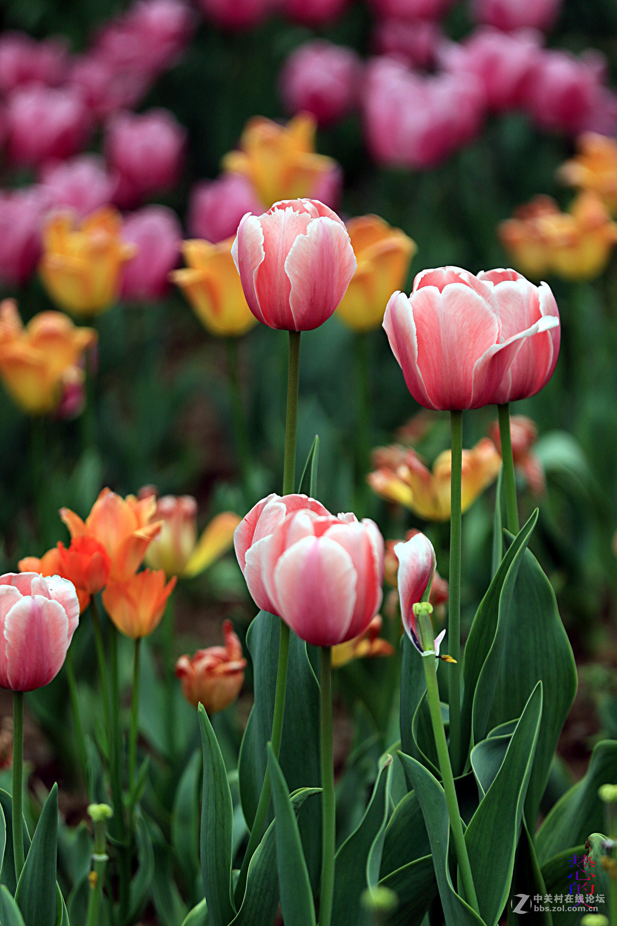 佳能7D Mark II(单机) 西安植物园