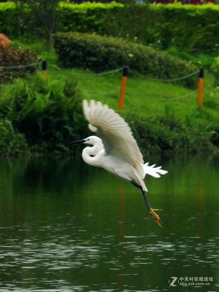 别人打鸟追求光影，自己打鸟要的是心景（长洲岛候鸟扫描）