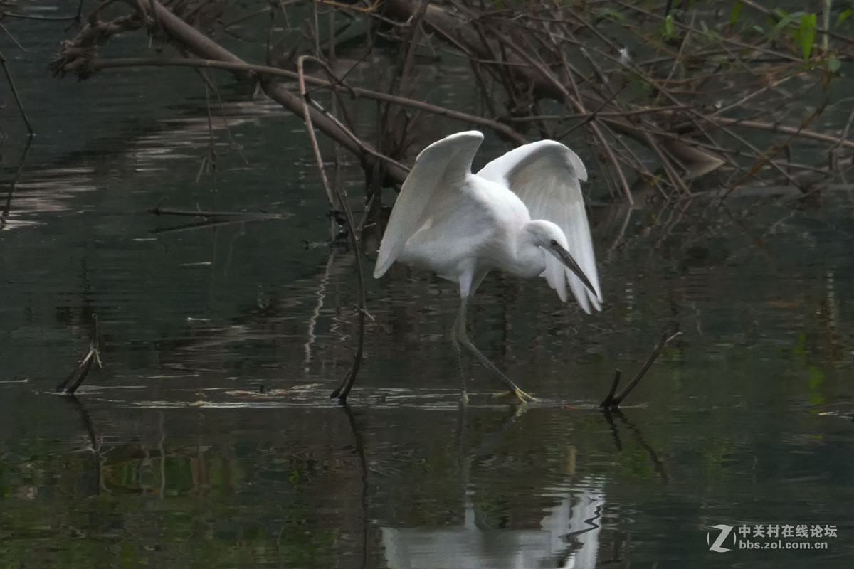 别人打鸟追求光影，自己打鸟要的是心景（长洲岛候鸟扫描）