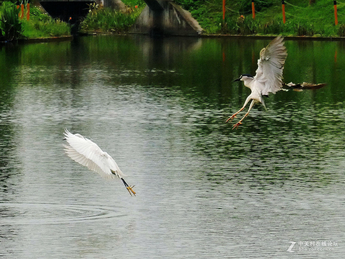 别人打鸟追求光影，自己打鸟要的是心景（长洲岛候鸟扫描）