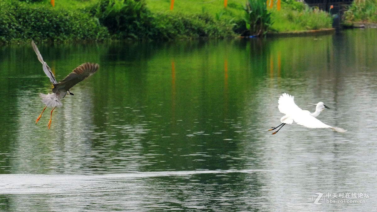 别人打鸟追求光影，自己打鸟要的是心景（长洲岛候鸟扫描）