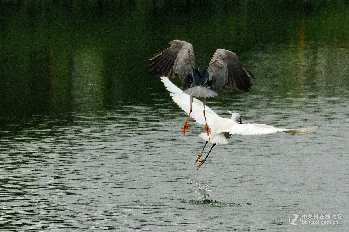 别人打鸟追求光影，自己打鸟要的是心景（长洲岛候鸟扫描）