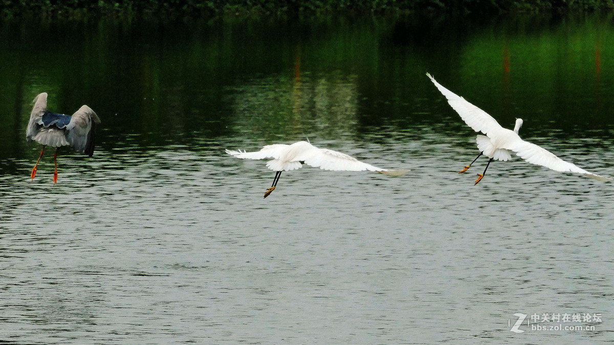 别人打鸟追求光影，自己打鸟要的是心景（长洲岛候鸟扫描）