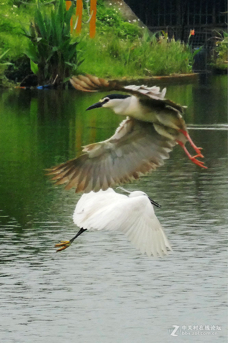 别人打鸟追求光影，自己打鸟要的是心景（长洲岛候鸟扫描）