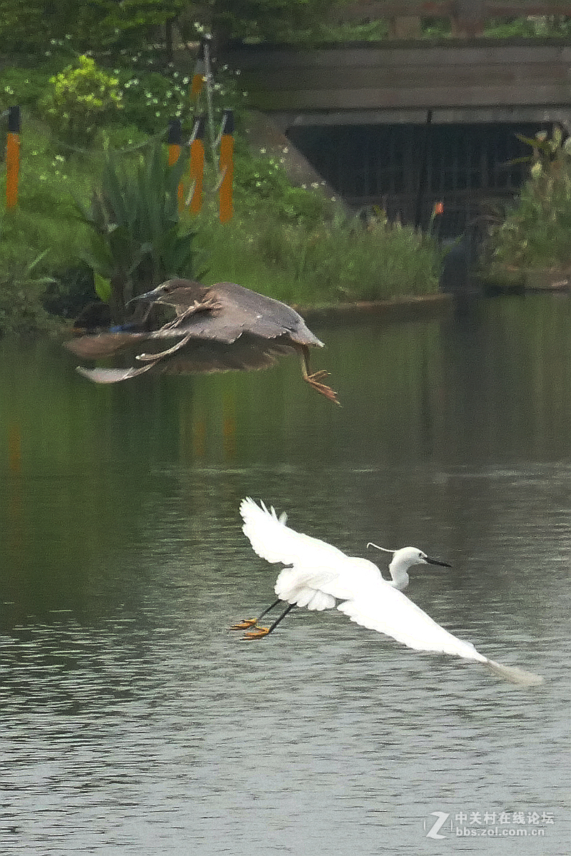 别人打鸟追求光影，自己打鸟要的是心景（长洲岛候鸟扫描）
