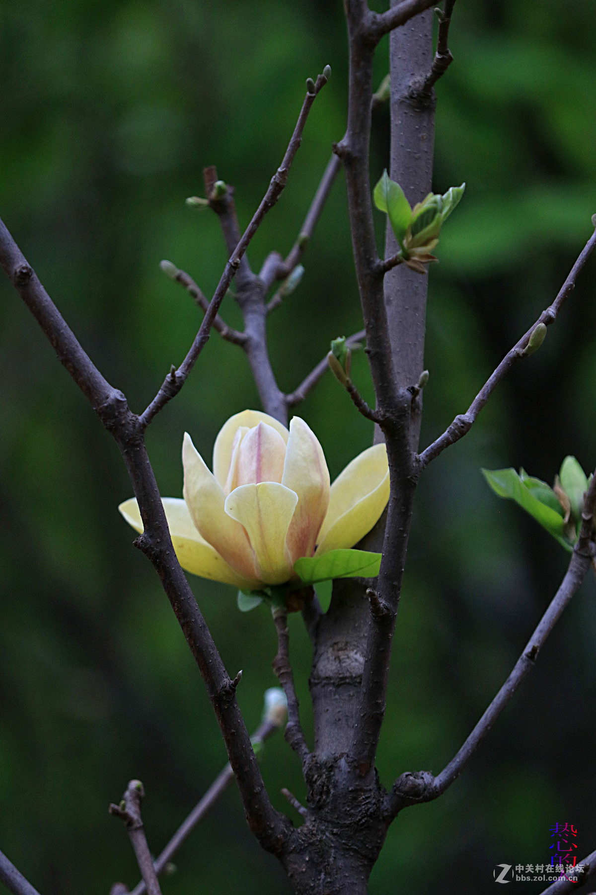 佳能7D Mark II(单机) 西安植物园