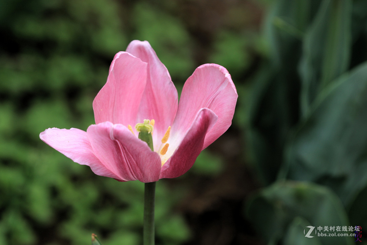 佳能7D Mark II(单机) 西安植物园