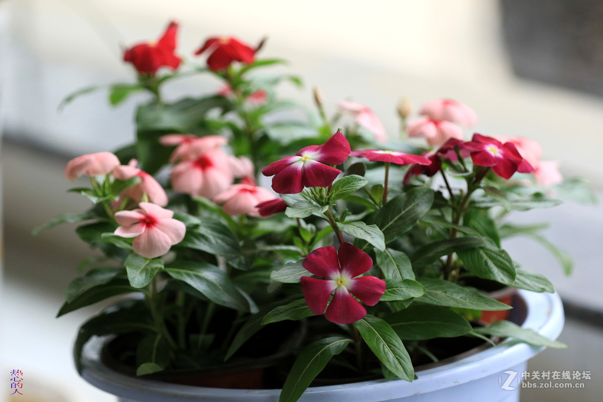 佳能7D Mark II(单机) 西安植物园