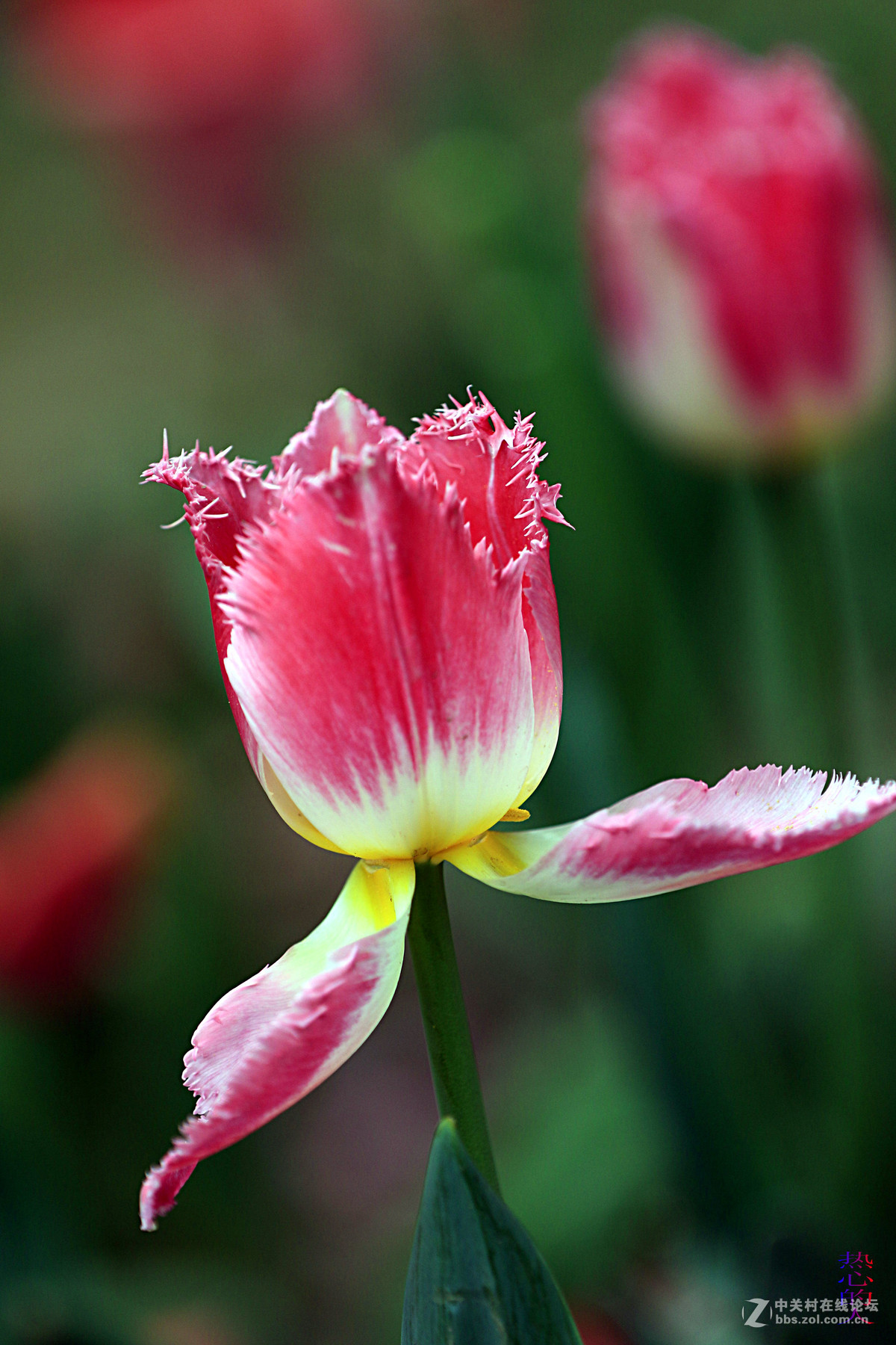 佳能7D Mark II(单机) 西安植物园