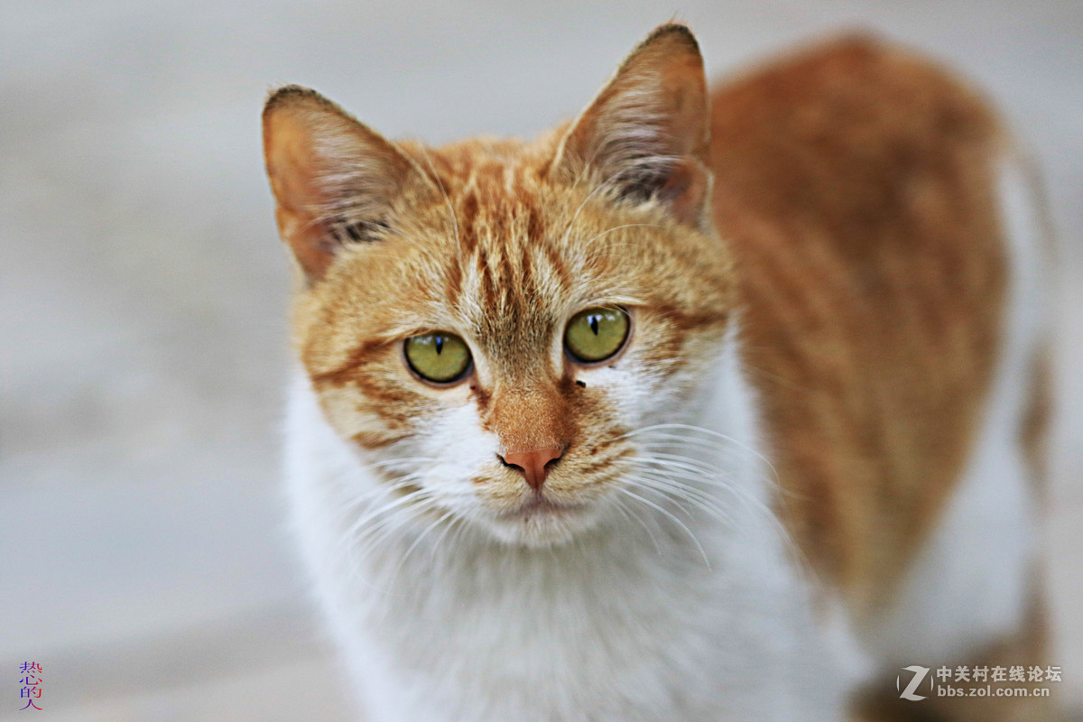 佳能7D Mark II(单机) 西安植物园