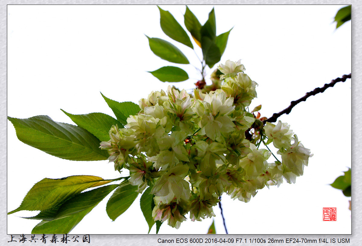 #ZOL月赛-四月物语# 绿樱花