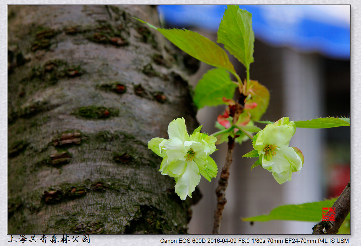 #ZOL月赛-四月物语# 绿樱花