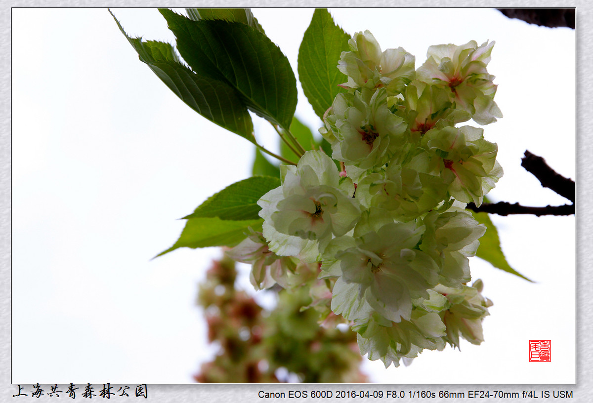 #ZOL月赛-四月物语# 绿樱花