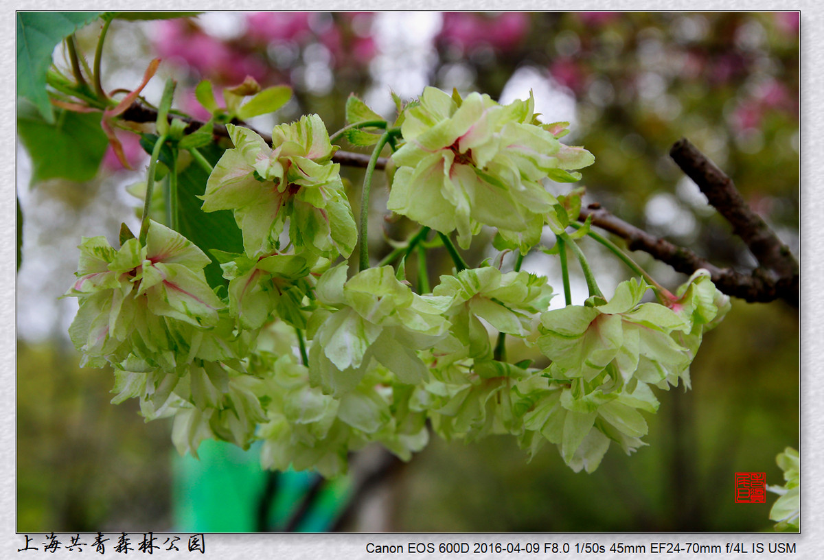 #ZOL月赛-四月物语# 绿樱花