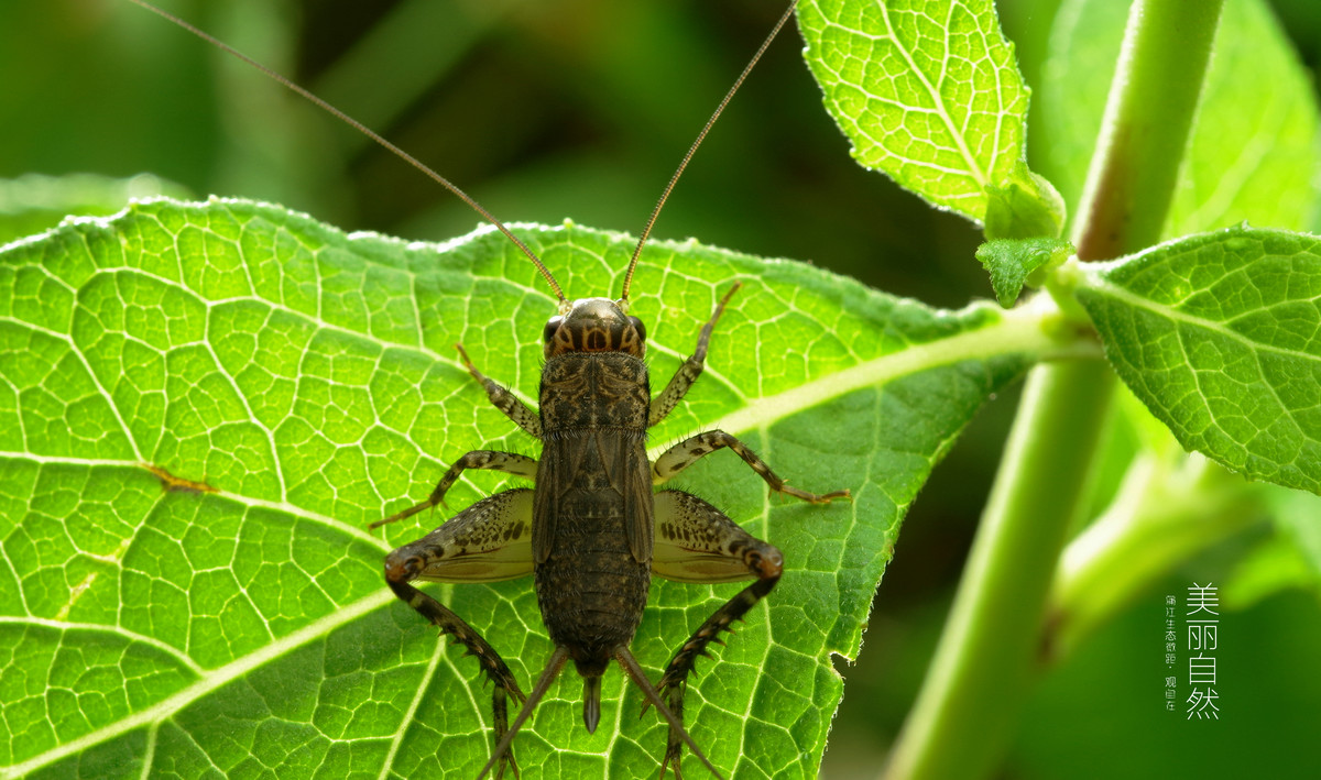 老蛙60镜头微距