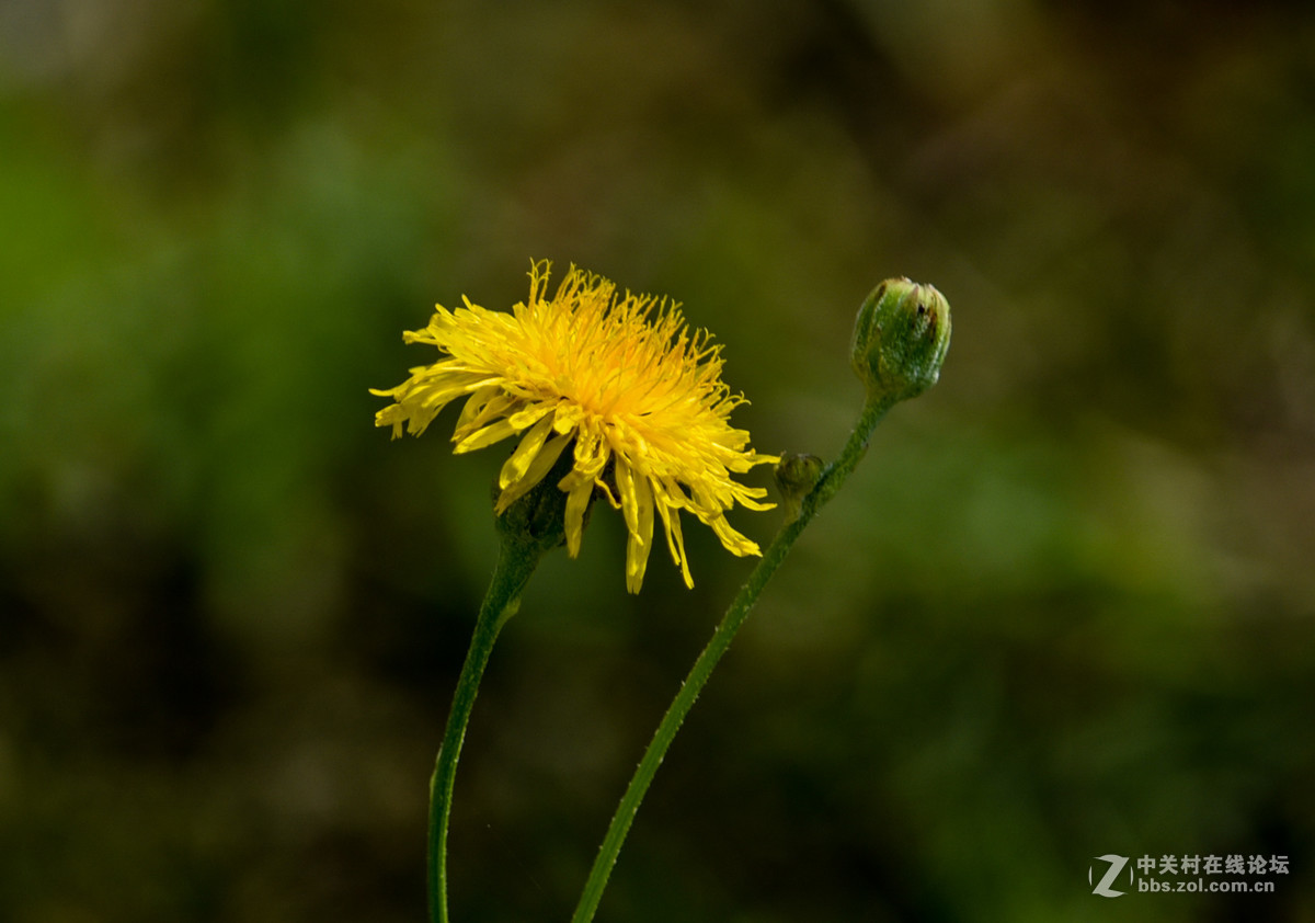 秋凉苦菜花儿黄