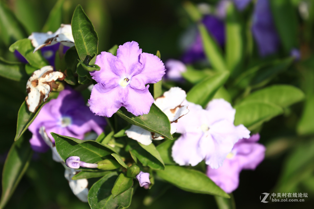 阳光下的鲜花——一花一世界