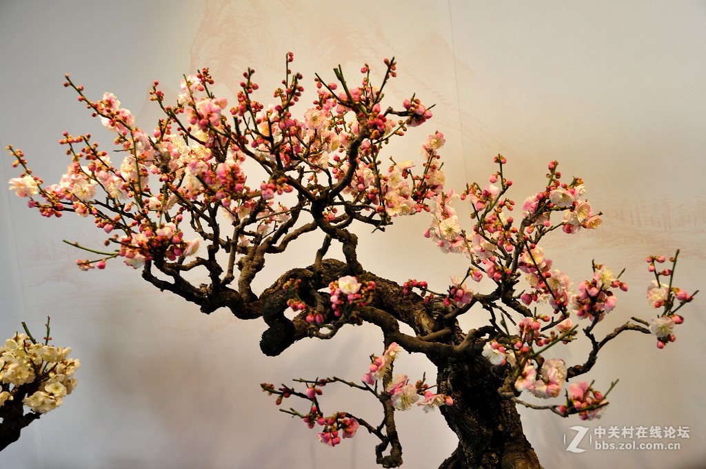 颐 和 园  盆 景 梅 花 展