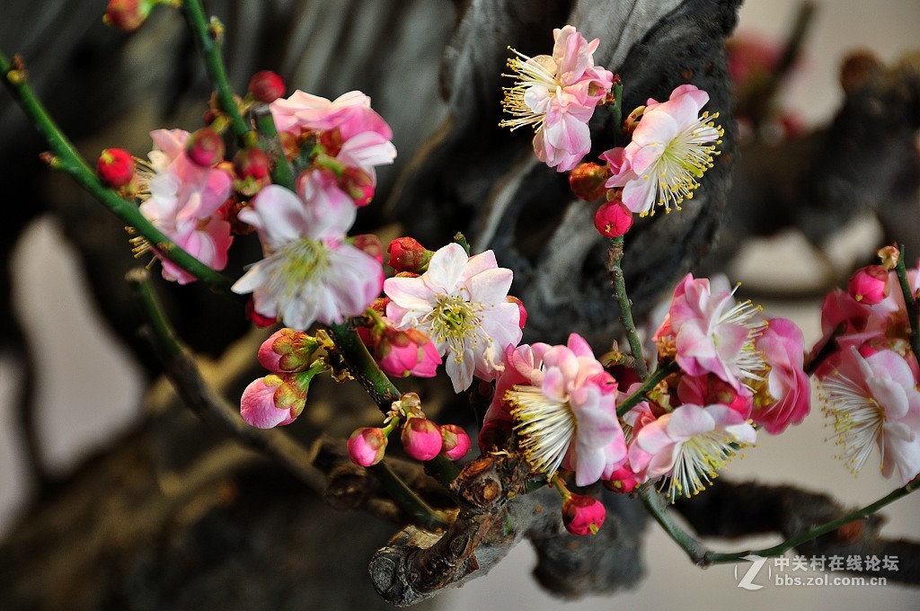 颐 和 园  盆 景 梅 花 展
