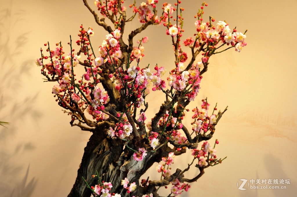 颐 和 园  盆 景 梅 花 展