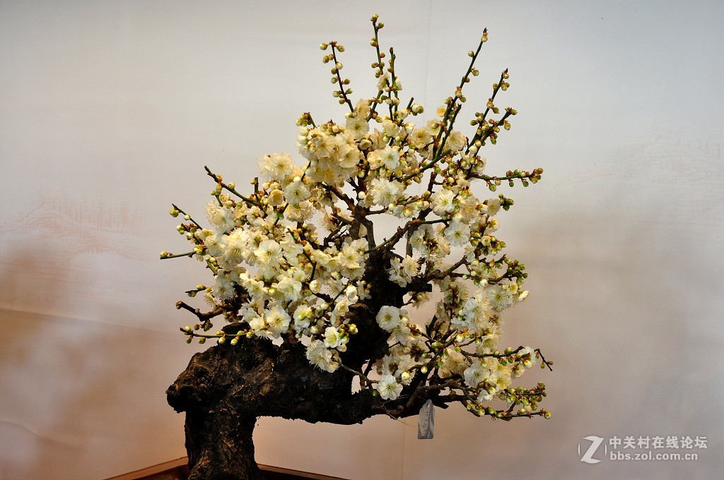 颐 和 园  盆 景 梅 花 展