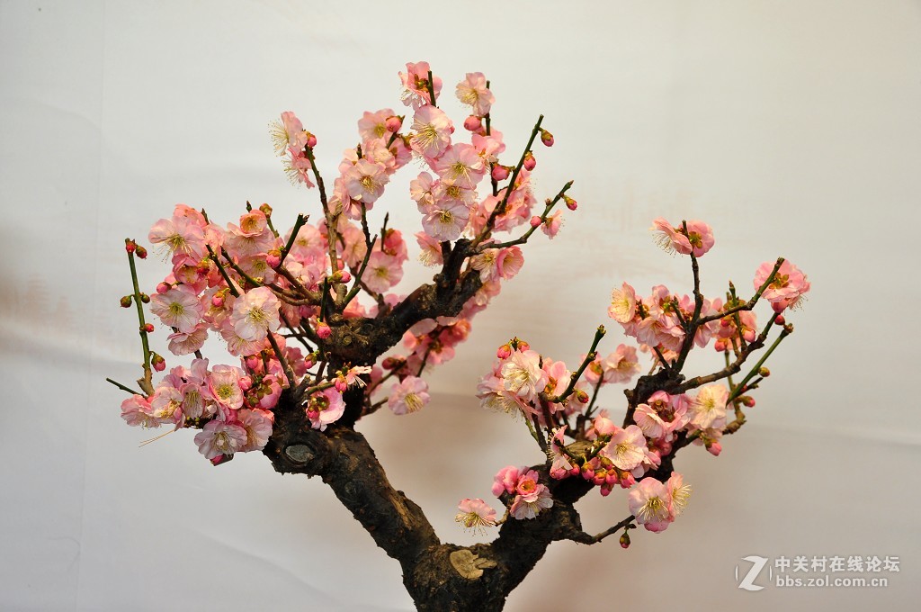 颐 和 园  盆 景 梅 花 展