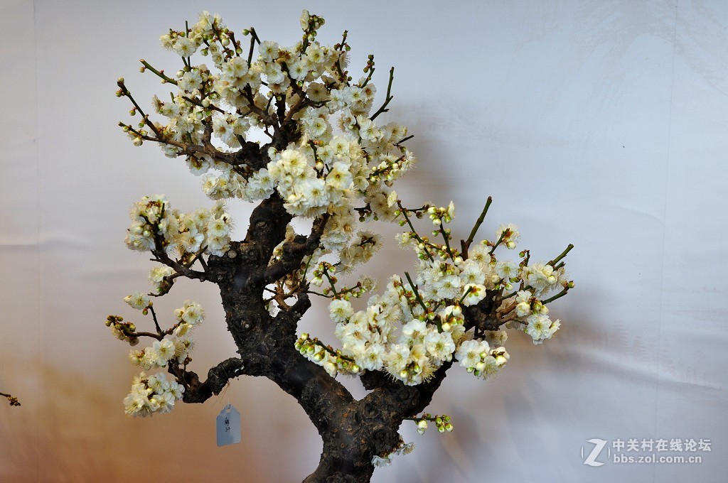 颐 和 园  盆 景 梅 花 展