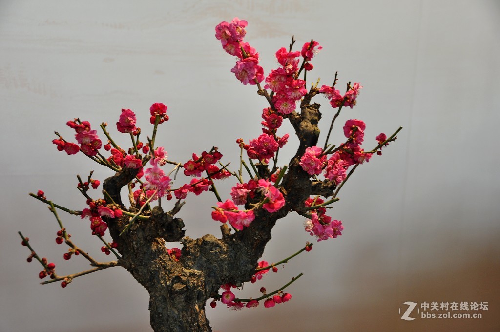颐 和 园  盆 景 梅 花 展