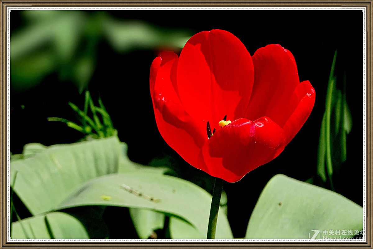 【火红的郁金香】