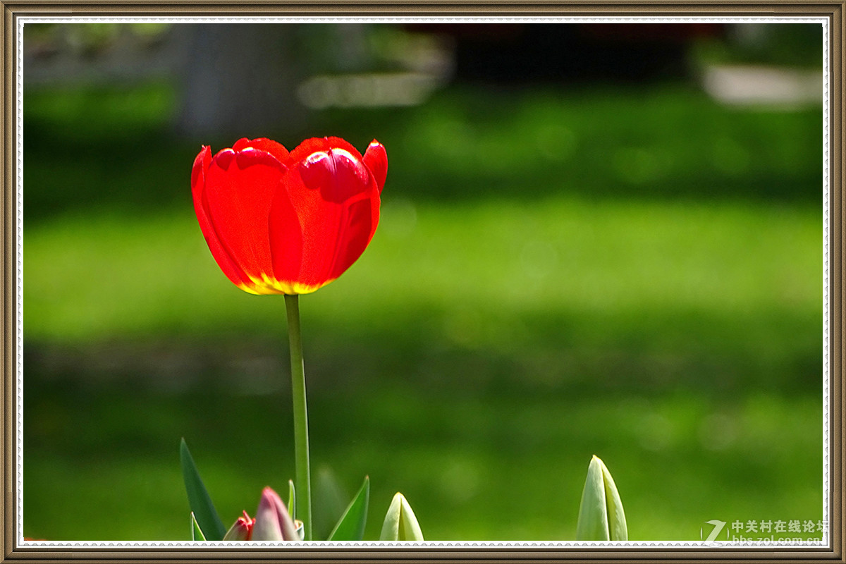 【火红的郁金香】