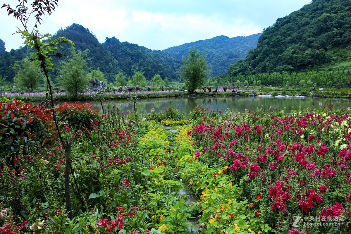 重庆綦江的横山花仙谷，鲜花盛开凉爽宜人，是夏日避暑好去处_的花海