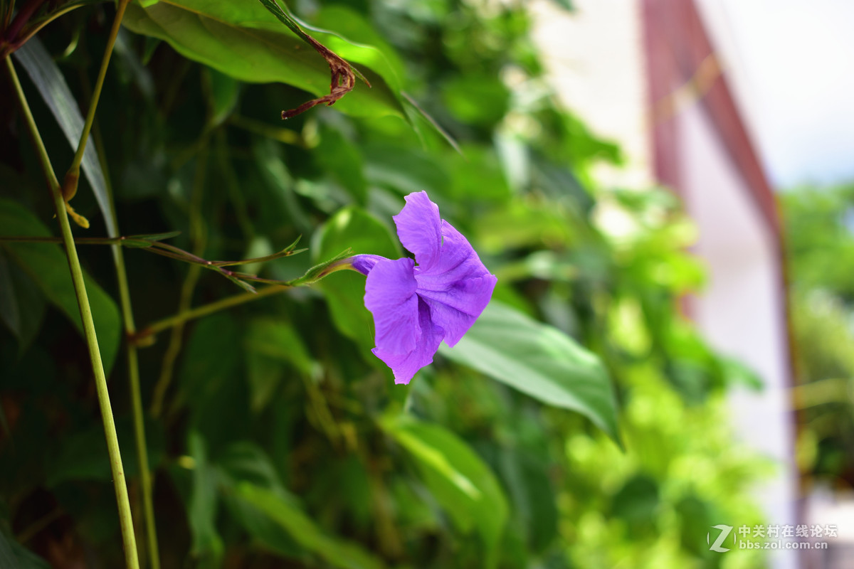 继续用狗头扫景