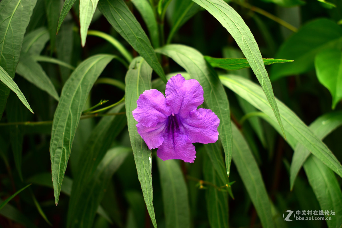 继续用狗头扫景