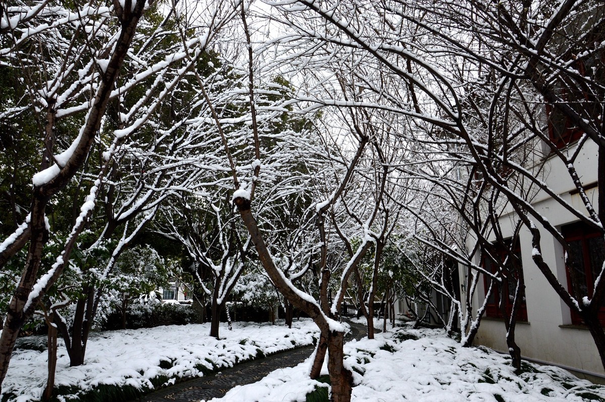 2018年1月26日-上海市嘉定区雪后风景