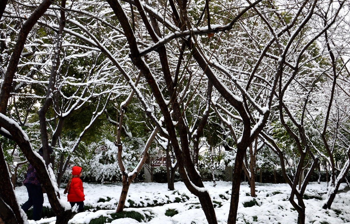 2018年1月26日-上海市嘉定区雪后风景