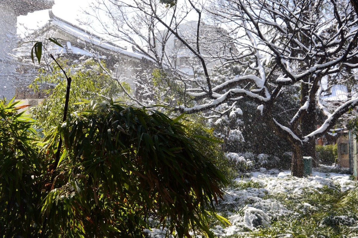 2018年1月26日-上海市嘉定区雪后风景