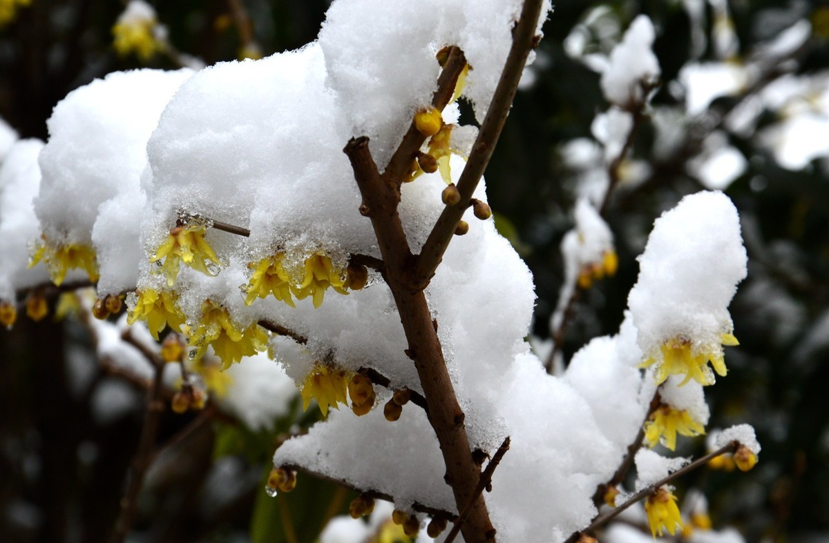 2018年1月26日-上海市嘉定区雪后风景